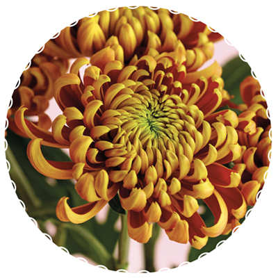 Fuego Chrysanthemum, Flowers